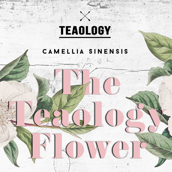 The origin of the Teaology flower